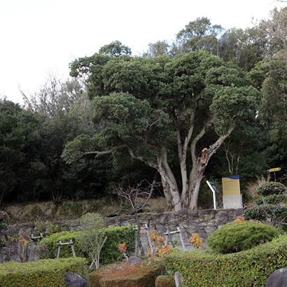 Tombe n.1 d’Oka-no-Tani : la tombe se situe de façon discrète en haut d’une petite colline